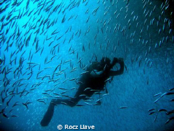 Diver inside the swirling sardines at Pescador Island, Mo... by Rocz Llave 